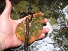 Spotted Salamander Egg Mass.jpg